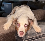 Missing Australian Shepherd