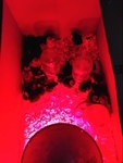 Baby chicks