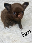 AKC Male Longcoat Applehead Chihuahuas