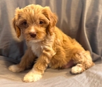 Cavapoo Boys
