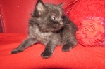 ragdoll kittens for sale