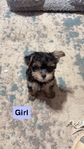 Gorgeous YorkiPoo Pups                              $800