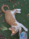 Free kittens + orange momma cat