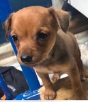 Female chihuahua puppy