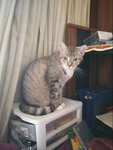 Free 7 cats
