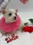 Valentine's Day Chihuahuas