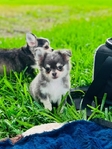 Chihuahua puppies Teacups & Tiny Toys