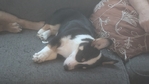 Female Corgi