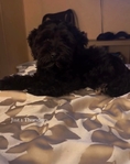 Male schnauzer puppy