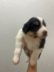 Mini Aussie
