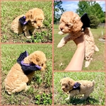 Toy poodle pups!