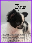 Exquisite AKC Male Applehead Chihuahuas