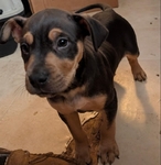 Puppy to Rehome