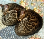 Registered Bengal kittens