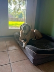 Black Mouth Cur/Yellow Lab