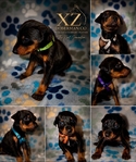 AKC line Doberman puppies