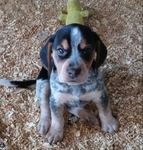 2 little male beagle pups
