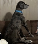 4 year old Great Dane, Male (intact), Merle, Free to a good home