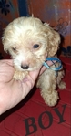Three Sweet 8 week old Tea Cup shih poo puppies
