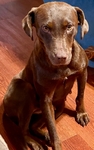 Needs home