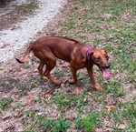 AKC Rhodesian Ridgeback Female