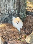 Teacup Pomeranian Female
