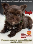 AKC Micro Yorkie Babies