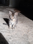 Free Kittens