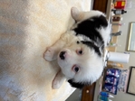 Mini Australian shepherd male