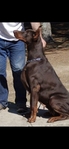 Doberman Puppies for sale