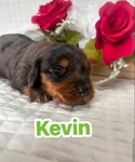 Mini dachshunds