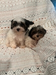 Ckc Yorkies