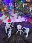 Boston Terrier Puppies