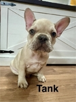 French Bulldog puppies