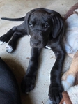 Unregistered Great Dane Puppies