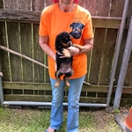 AKC German Rottweiler Puppies