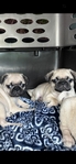 Pugs