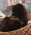 Pomeranian puppies
