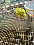 QUAKERS FOR SALE!  SEVERAL   
     MUTATIONS/COLORS