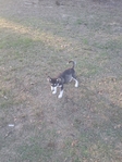 Huskies puppies