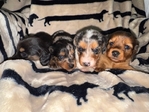 Mini Longhair Dachshund Puppies