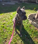 Rehoming ESA trained