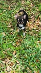 Teacup & Tiny Toy Chihuahua puppies
