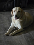 Registered Lab Puppies