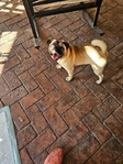 6 month old female Pug. Rehoming