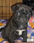 Black Pug For Adoption
