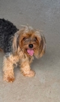 Yorkie