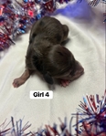 Dachshund/rat terrier
