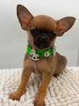 AKC XTiny Male Chihuahuas