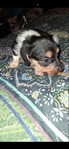 Silky wire hair mini dachshund pup